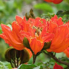 African Tulip Tree